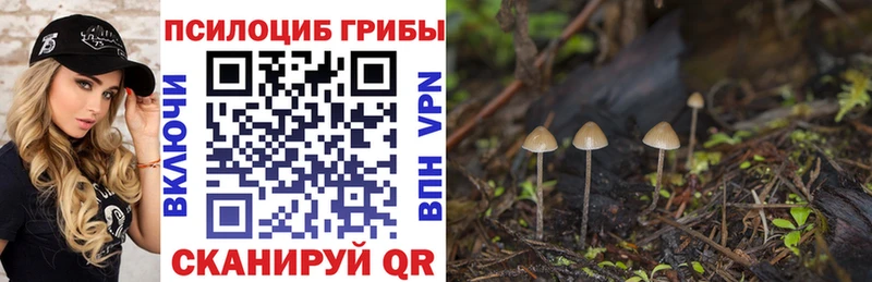 как найти   Бежецк  Псилоцибиновые грибы MAGIC MUSHROOMS 
